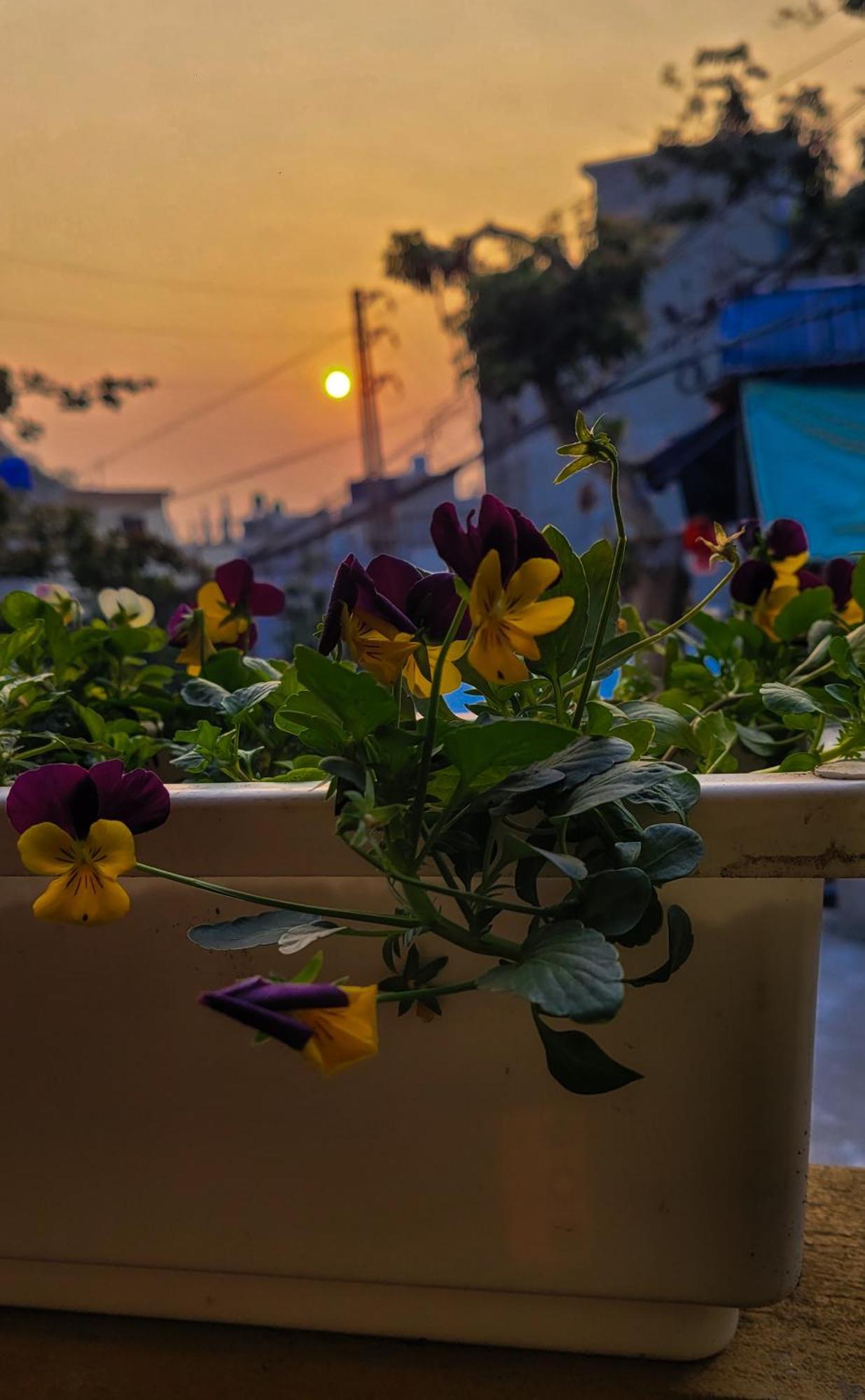 Готель Tiny Garden House Cat Ba Chan Chau Екстер'єр фото